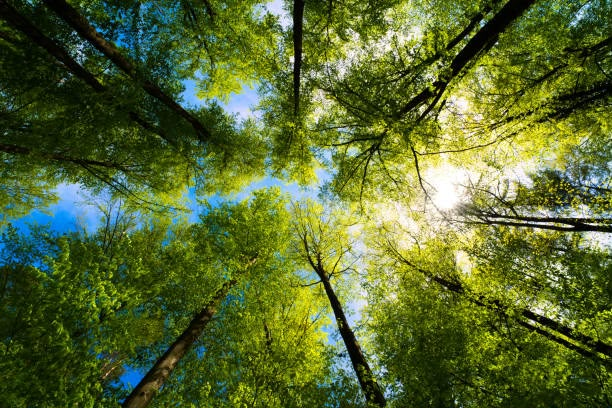 Sunlight filtering through a forest canopy, representing growth and hope